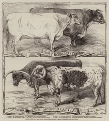 Preisrinder von der Royal Agricultural Society